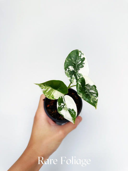 Alocasia Reversa Lumina Albo 3” Grower’s Choice