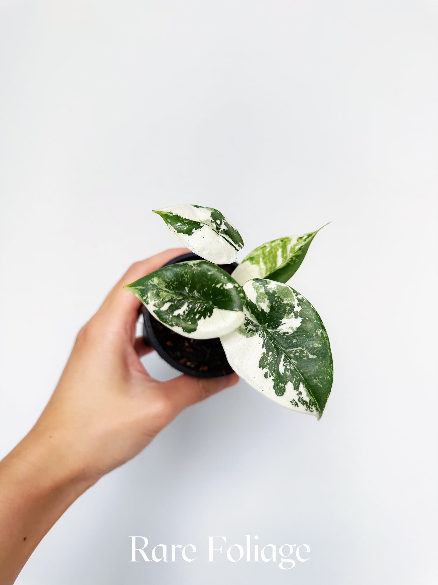 Alocasia Reversa Lumina Albo 3” Grower’s Choice