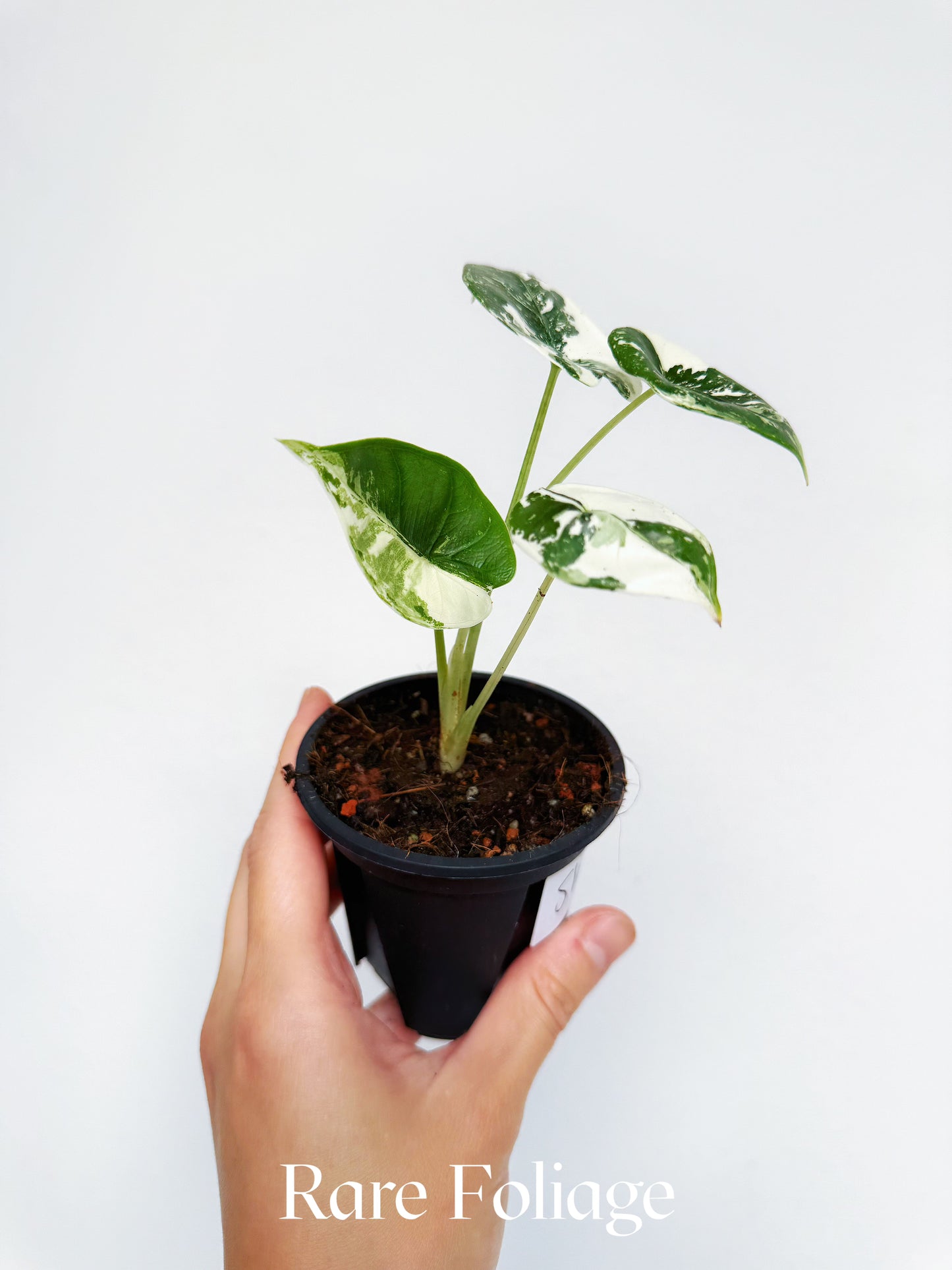 Alocasia Reversa Lumina Albo 3” Grower’s Choice