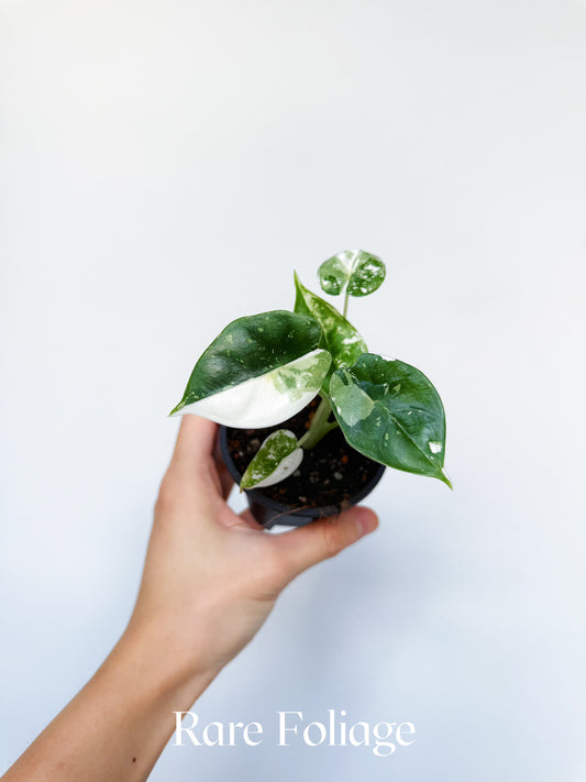 Alocasia Reversa Lumina Albo 3” Exact Plant