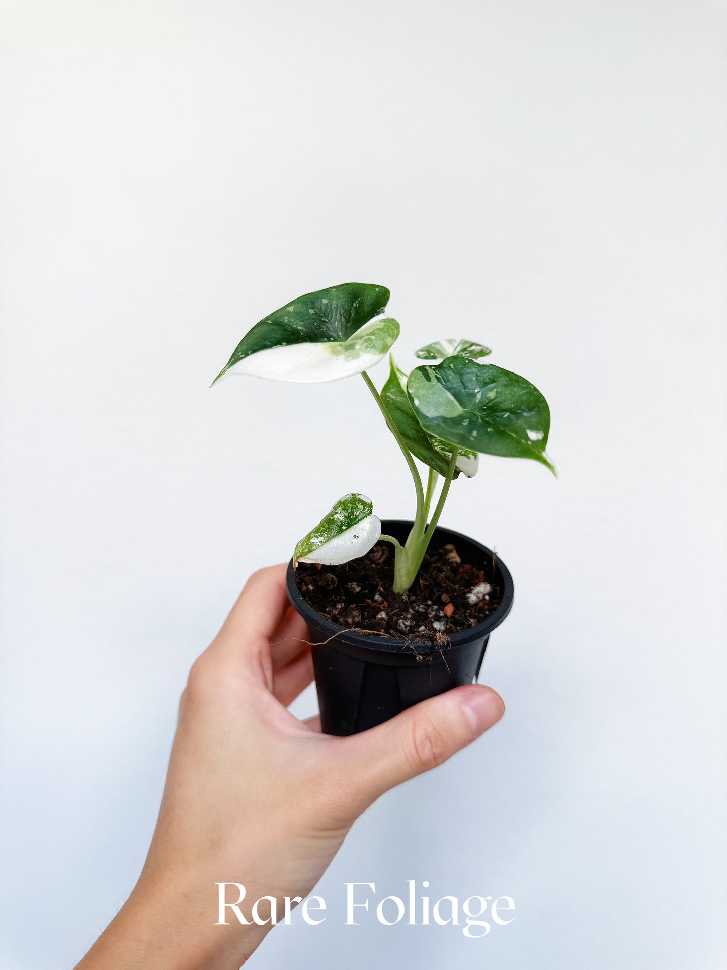 Alocasia Reversa Lumina Albo 3” Exact Plant