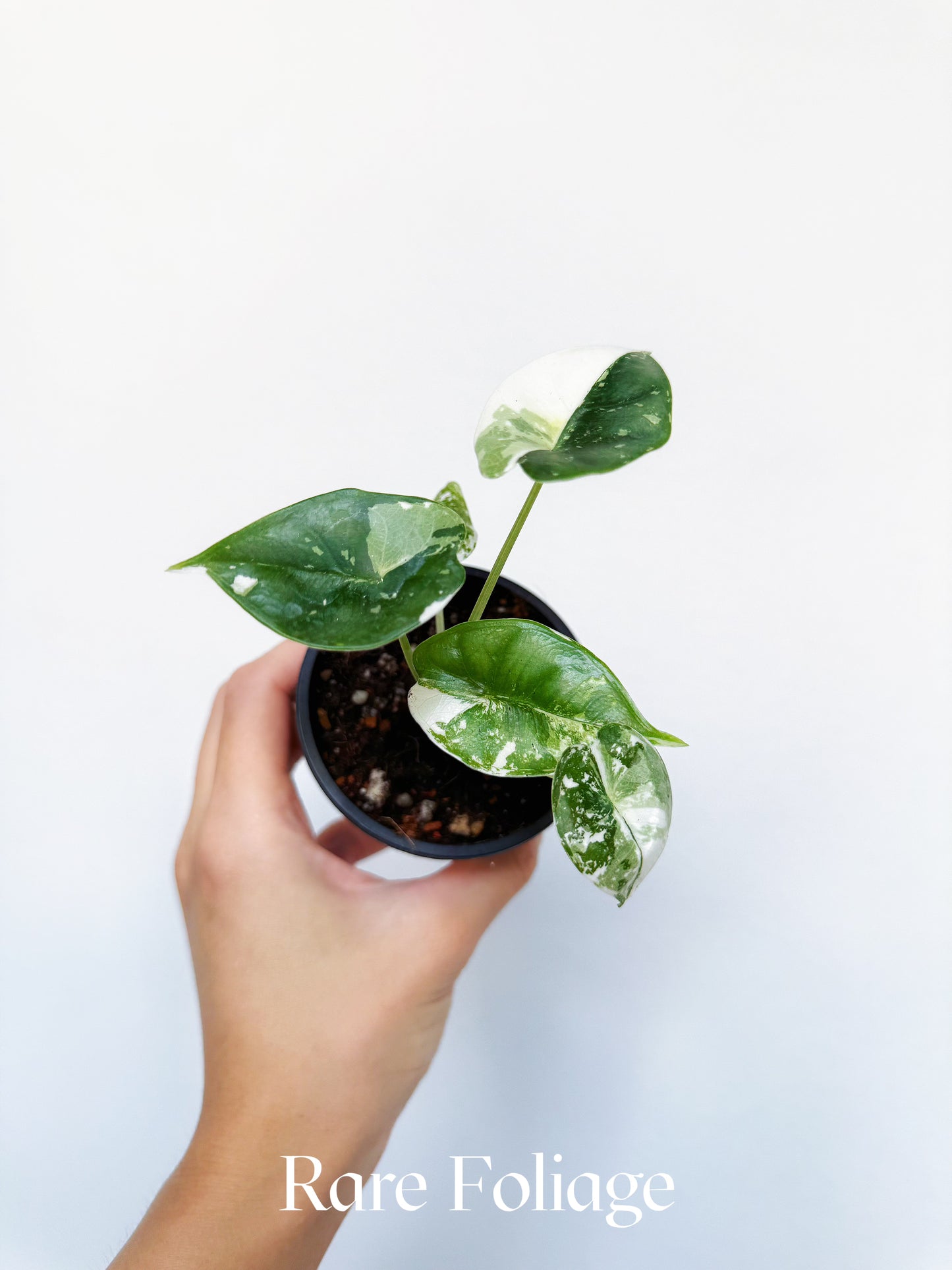Alocasia Reversa Lumina Albo 3” Exact Plant