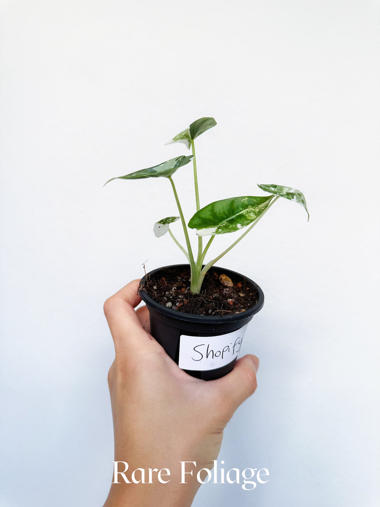 Alocasia Reversa Lumina Albo 3” Exact Plant