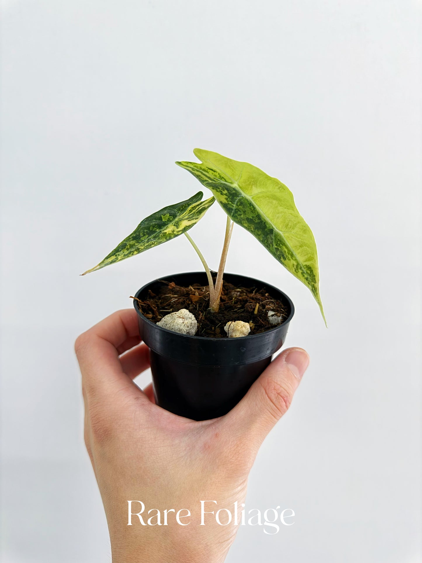 Alocasia Pseudo Sanderiana Aurea Variegated 3”