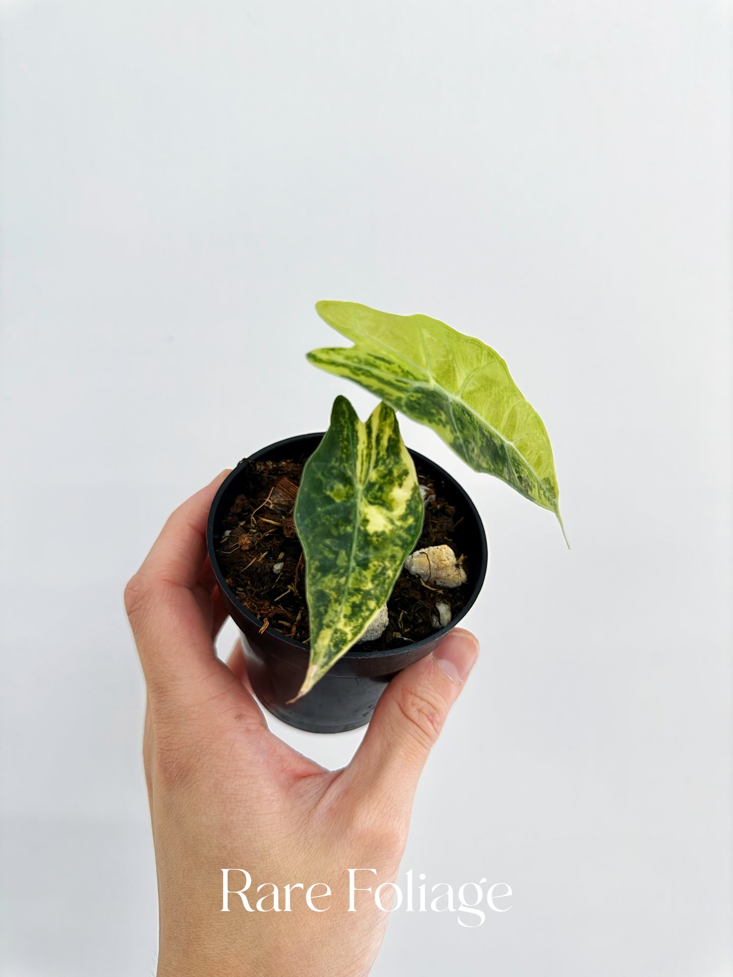 Alocasia Pseudo Sanderiana Aurea Variegated 3”