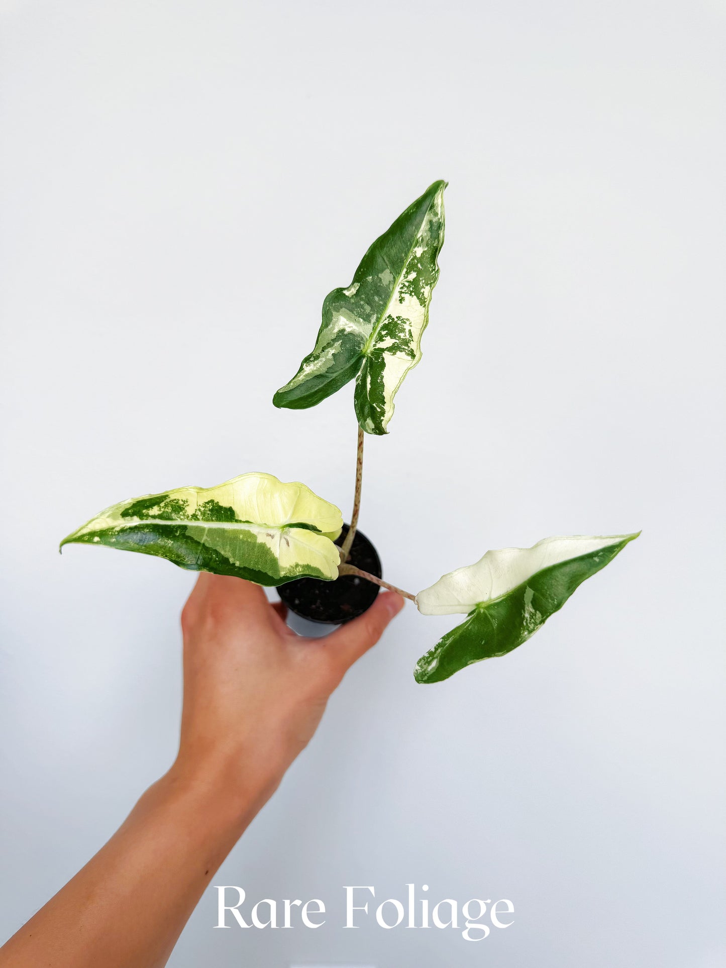 Alocasia Sarian Albo Variegated 2”