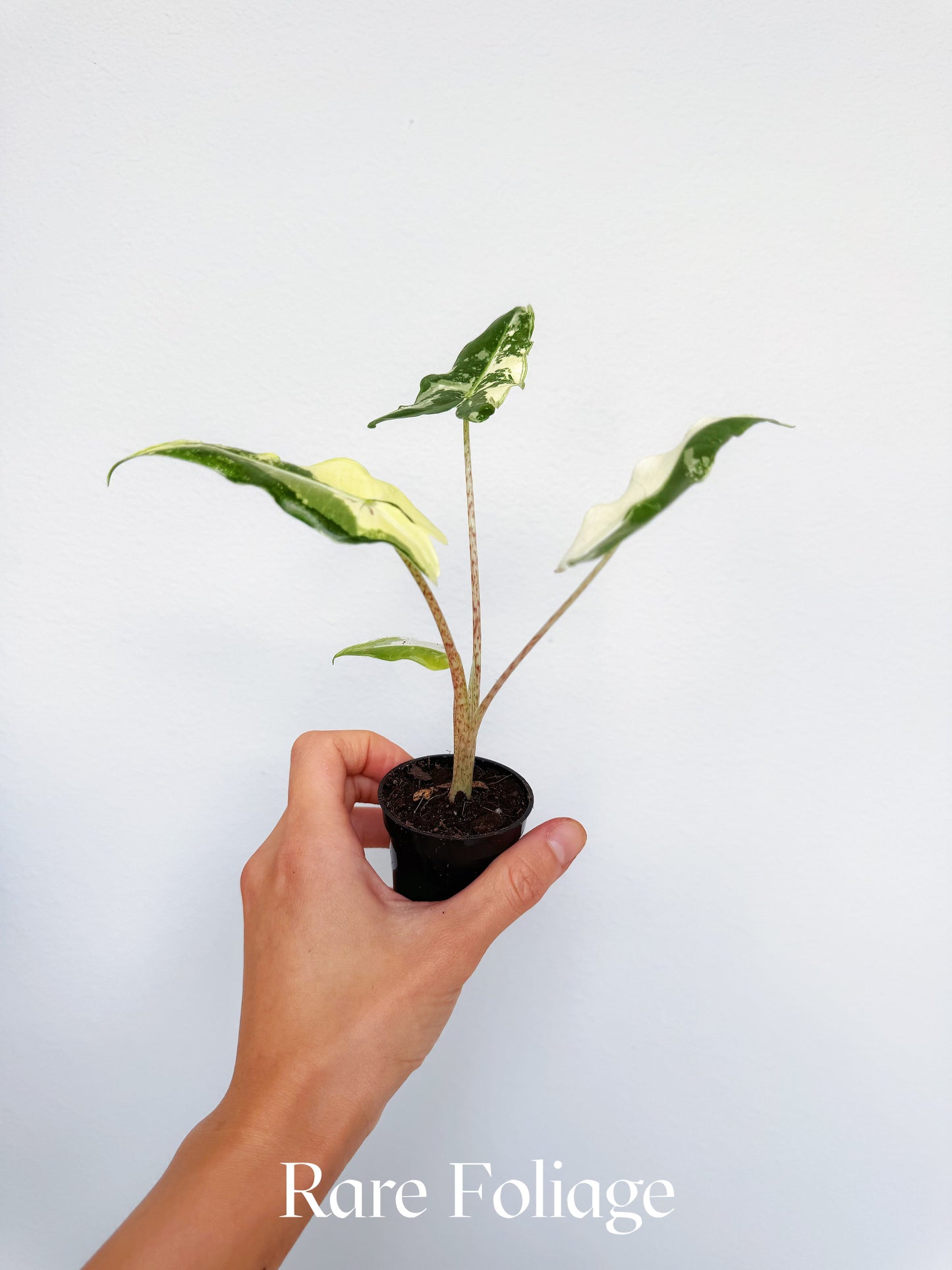 Alocasia Sarian Albo Variegated 2”