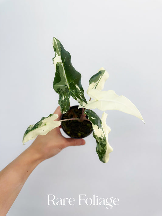 Alocasia Sarian Variegated 3”