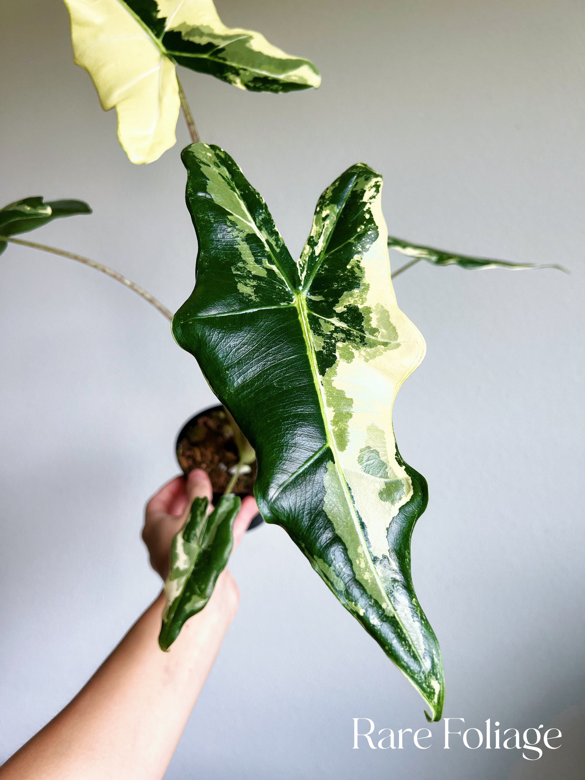 Alocasia Sarian Variegated 4 Rare Foliage Plant Co alocasia-sarian-variegated-4-rare-foliage-plant-co