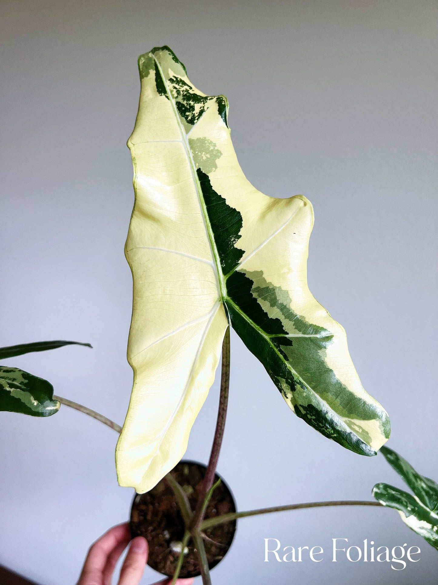 Alocasia Sarian Variegated 4" Exact Plant