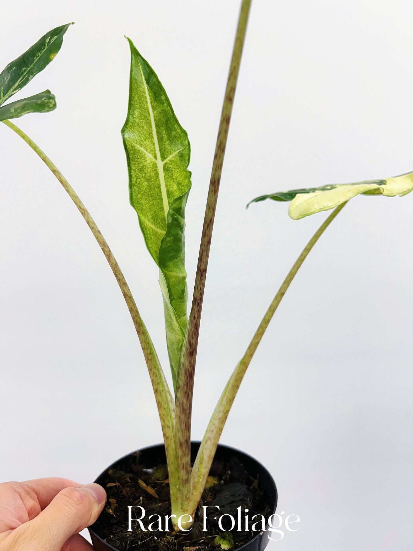 Alocasia Sarian Variegated 4”