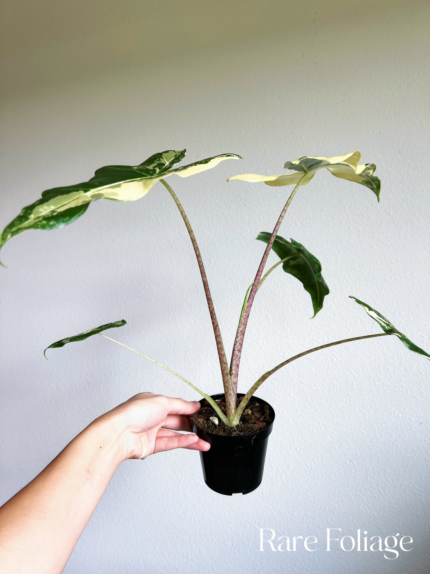 Alocasia Sarian Variegated 4" Exact Plant