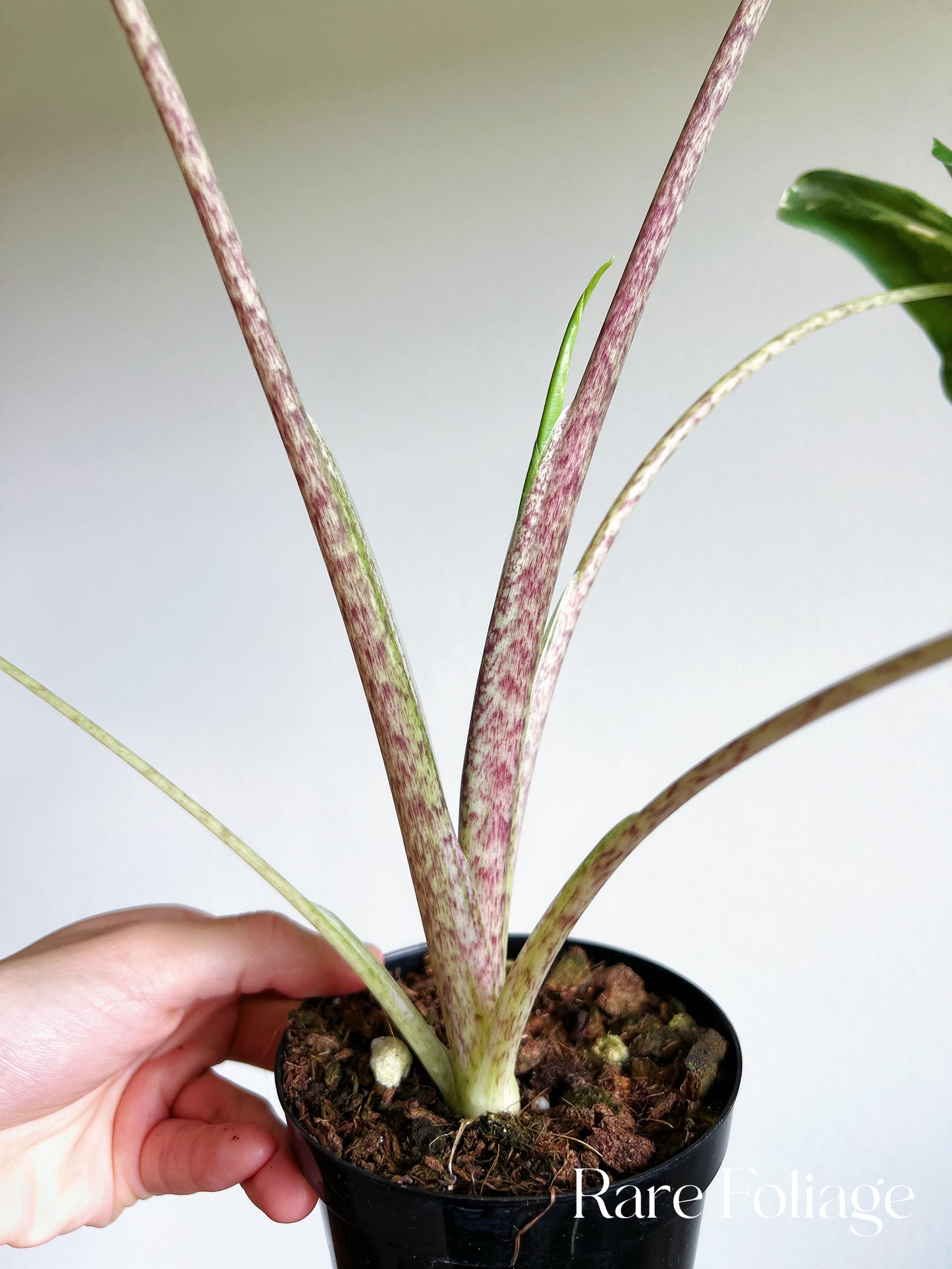 Alocasia Sarian Variegated 4" Exact Plant