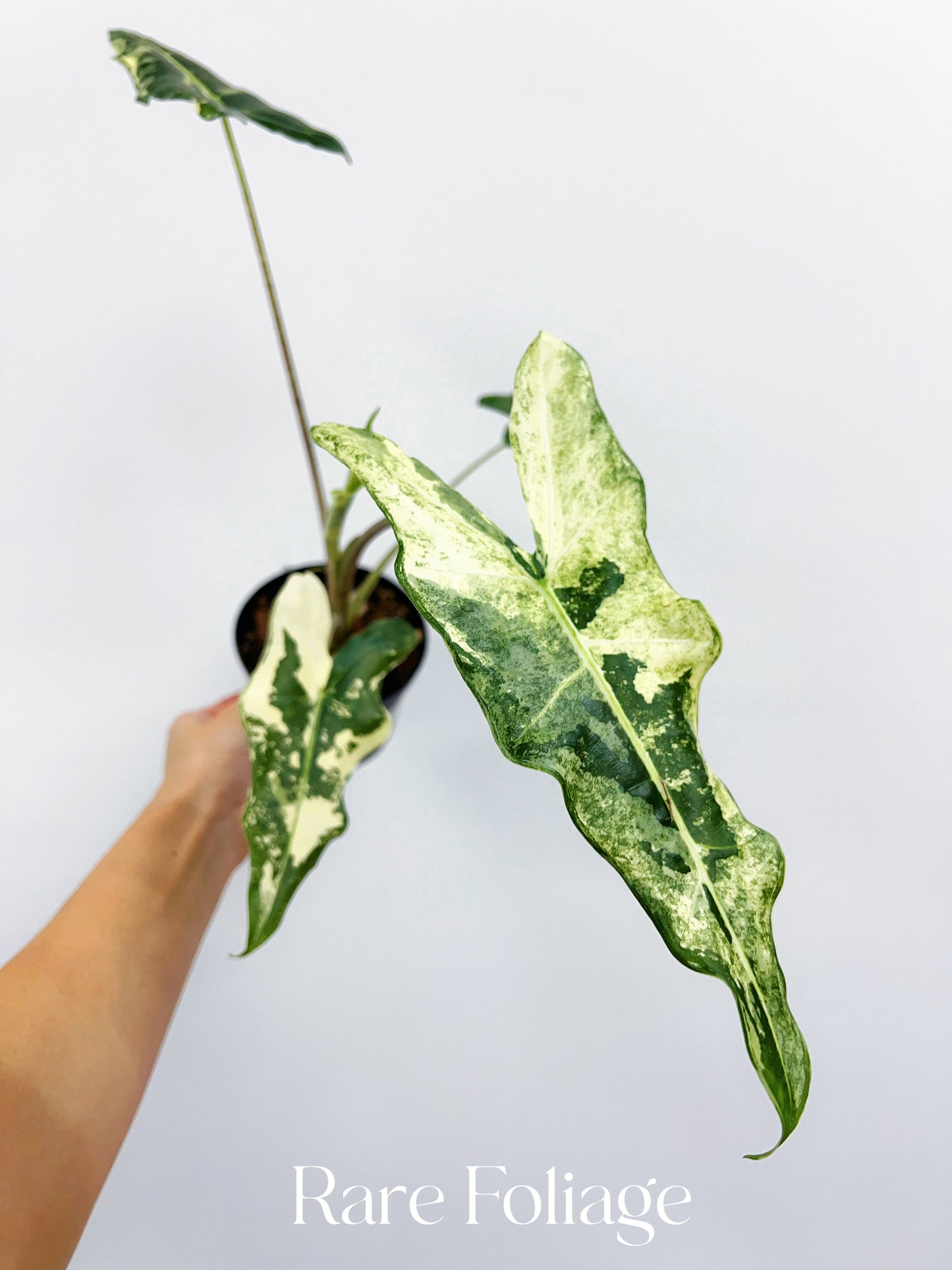 Alocasia Sarian Variegated 4”