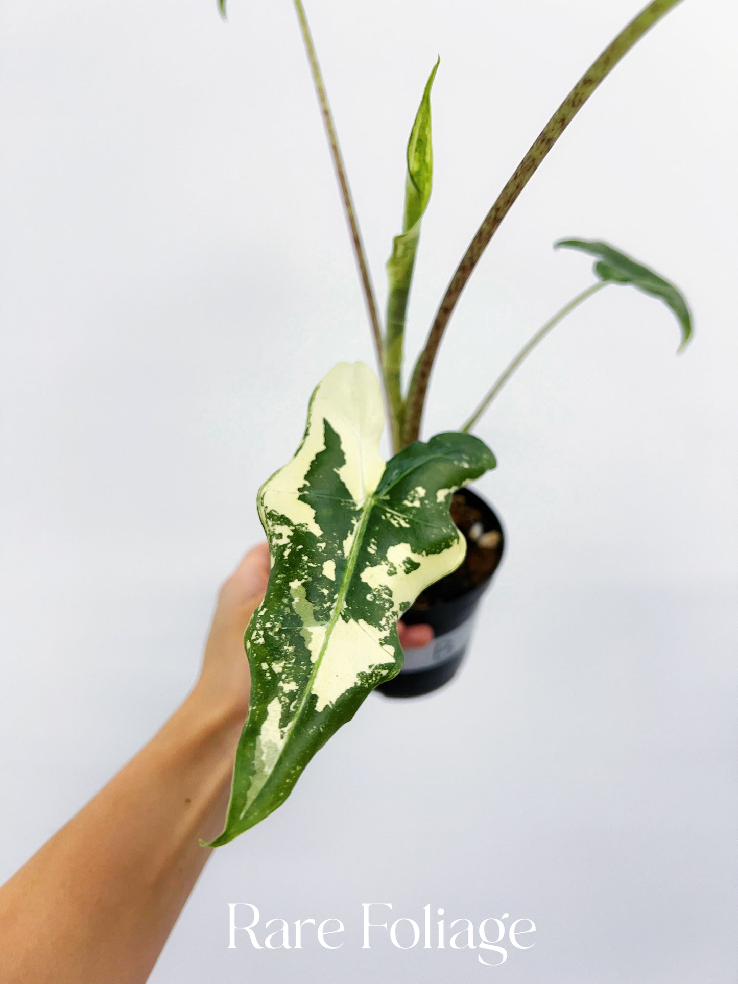 Alocasia Sarian Variegated 4”