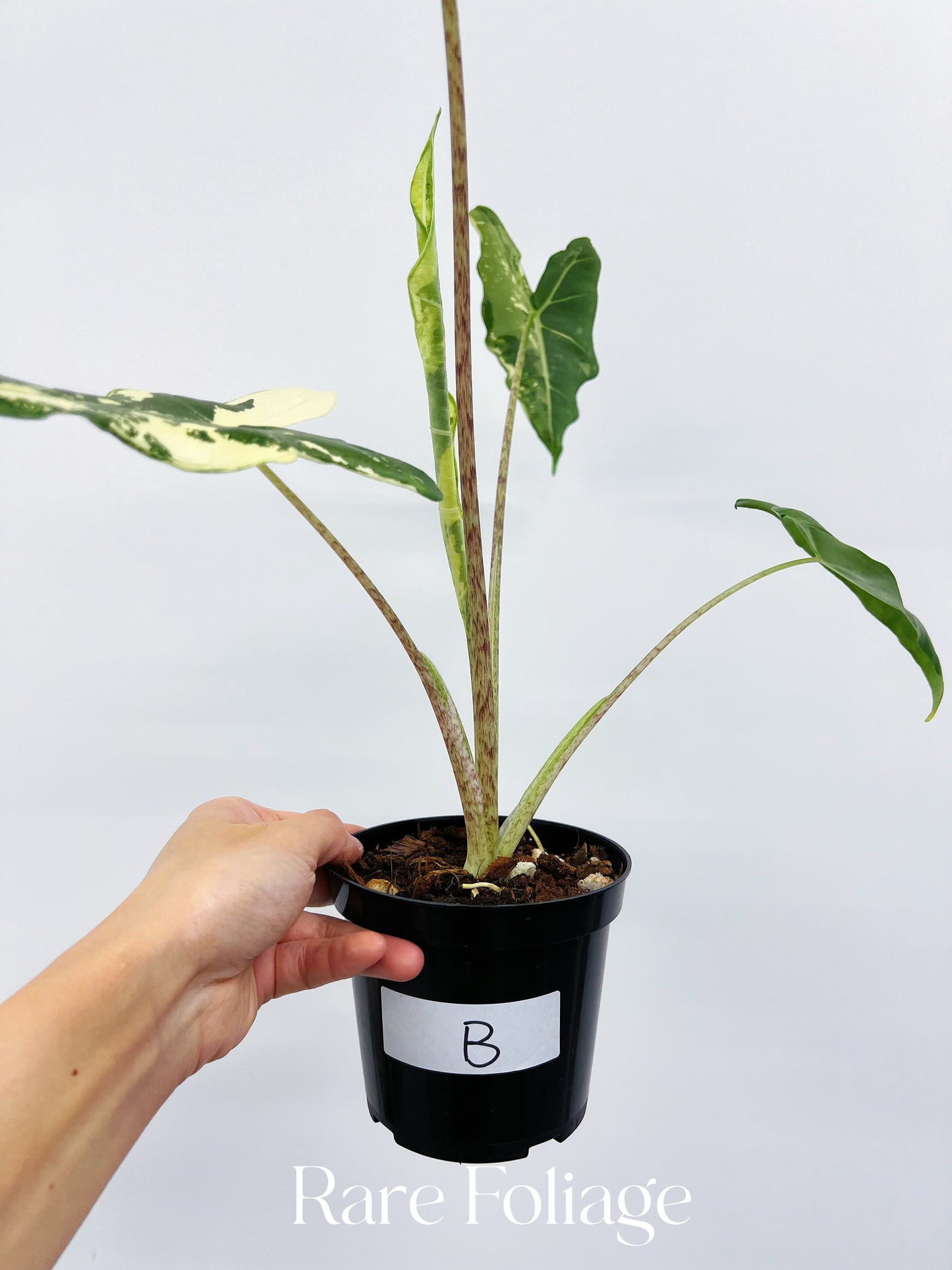 Alocasia Sarian Variegated 4”