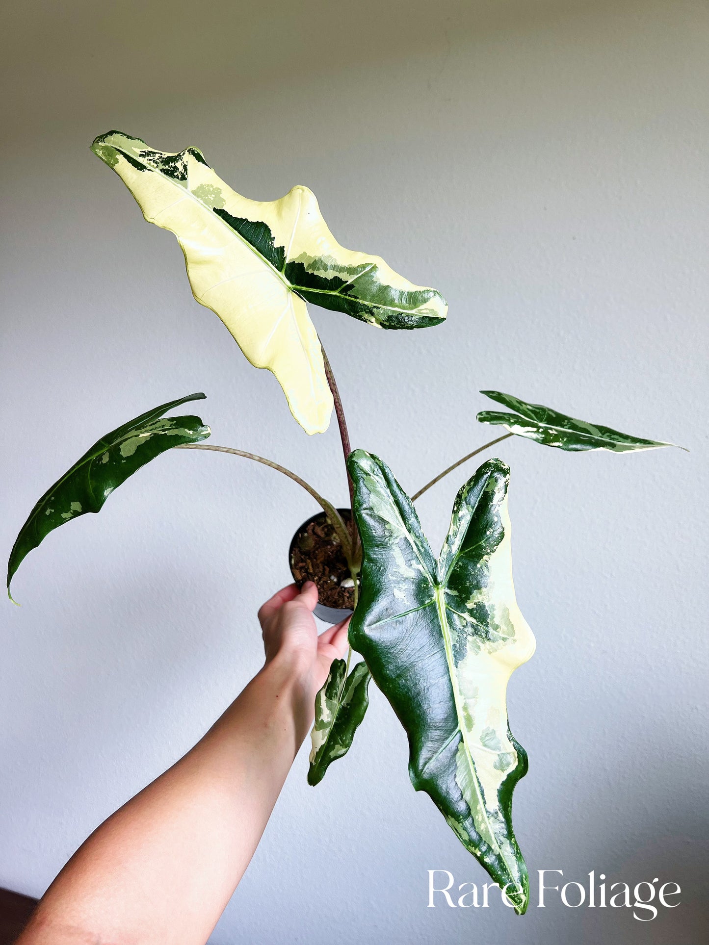 Alocasia Sarian Variegated 4" Exact Plant