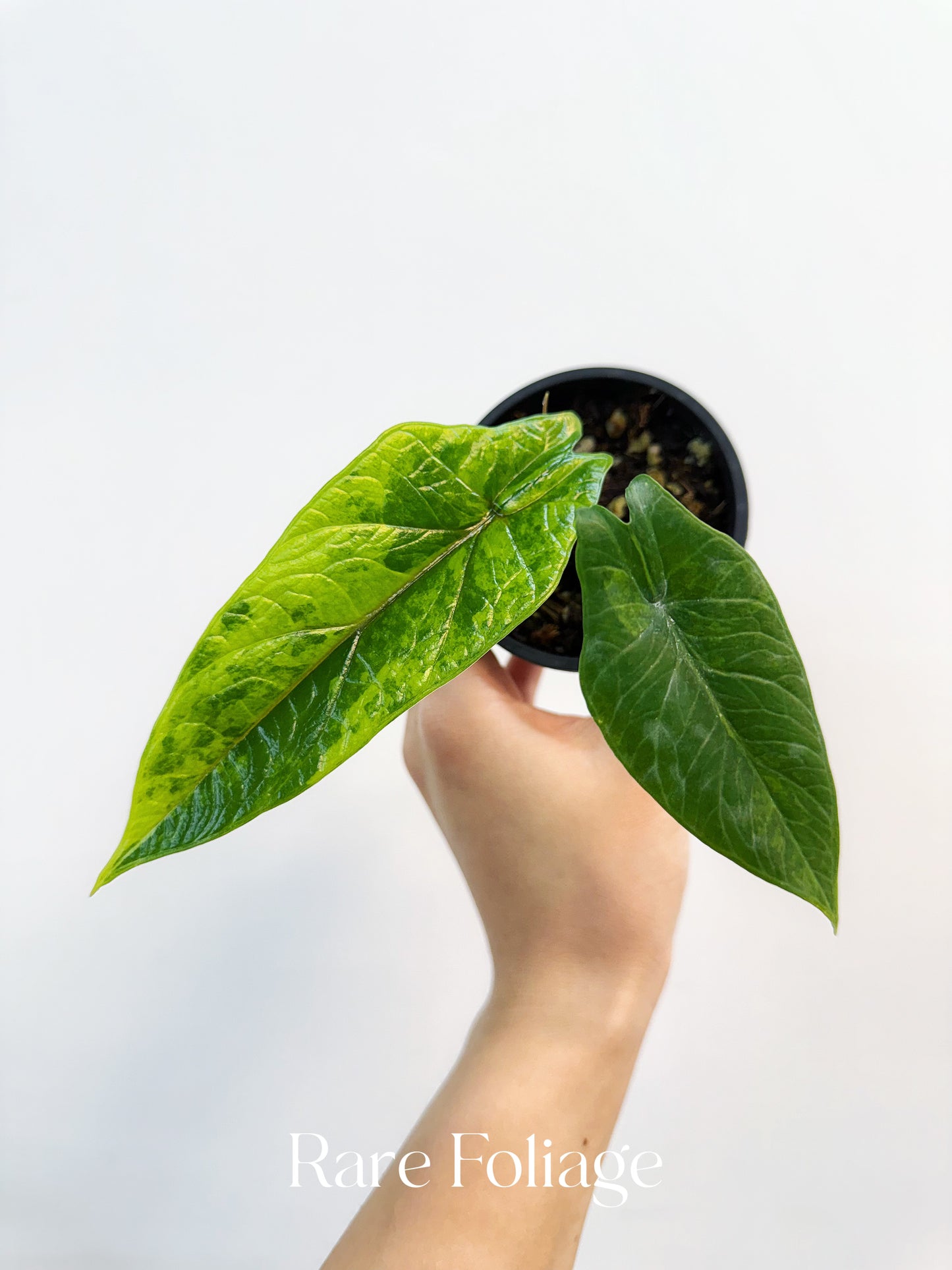 Alocasia Scalprum Aurea Variegated 3”