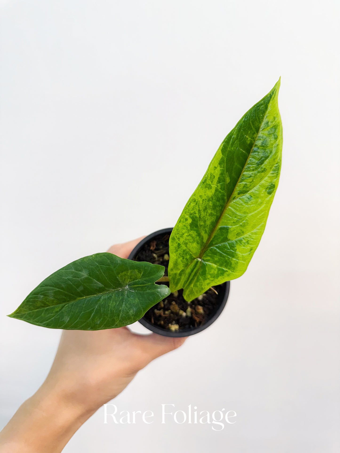 Alocasia Scalprum Aurea Variegated 3”