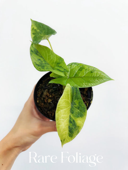 Alocasia Scalprum Aurea Variegated (Tissue Culture)