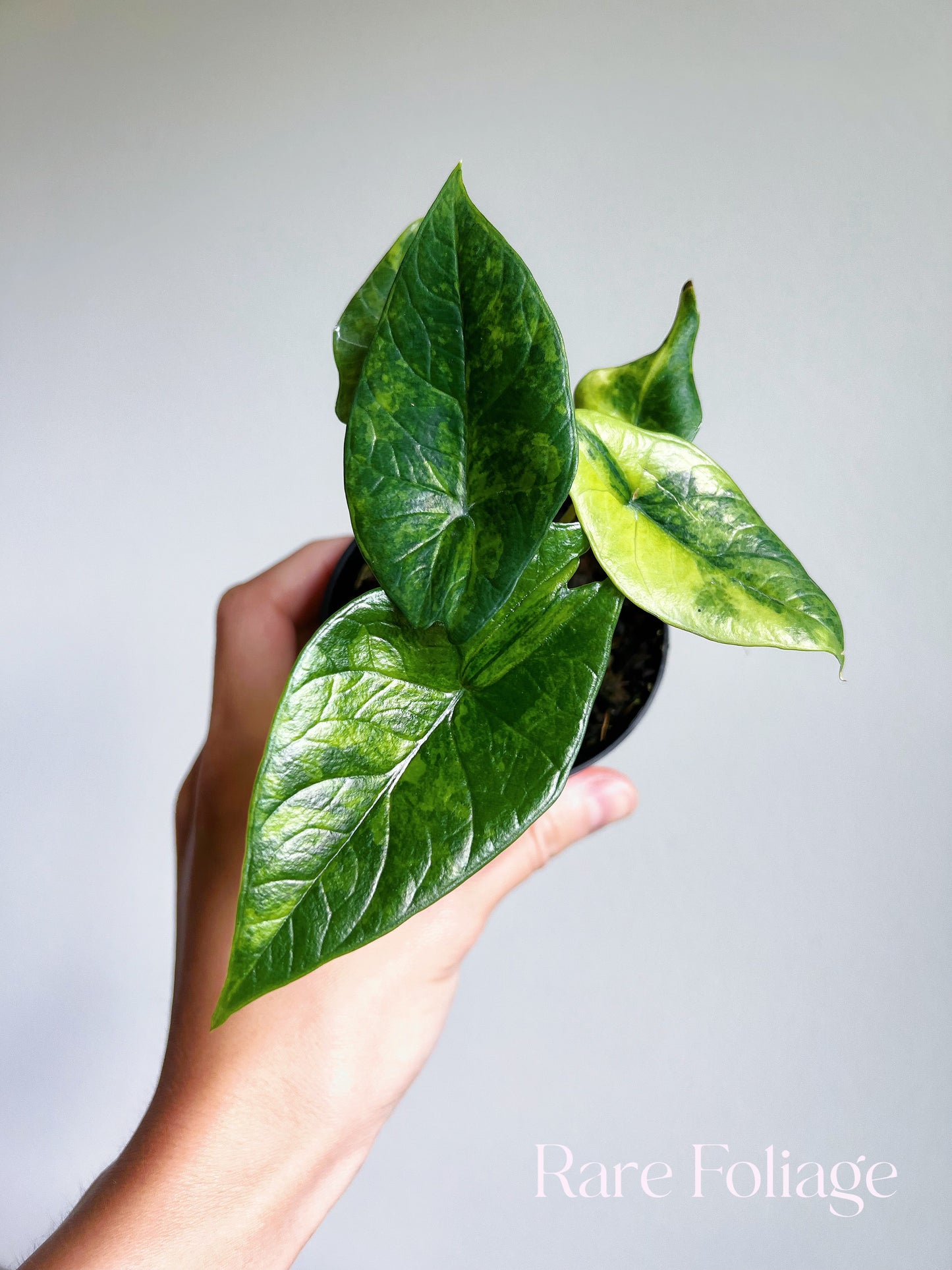 Alocasia Scalprum Aurea Variegated 3”