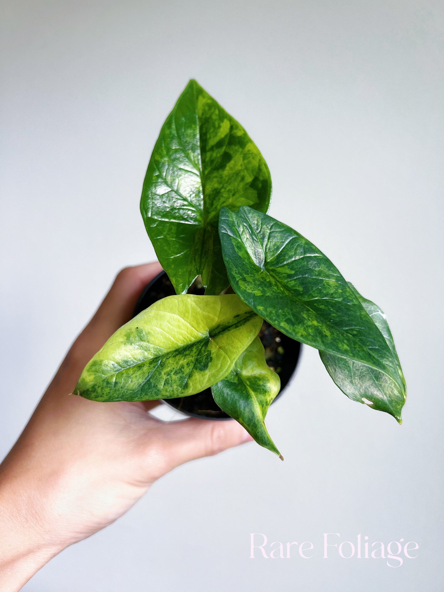 Alocasia Scalprum Aurea Variegated 3”