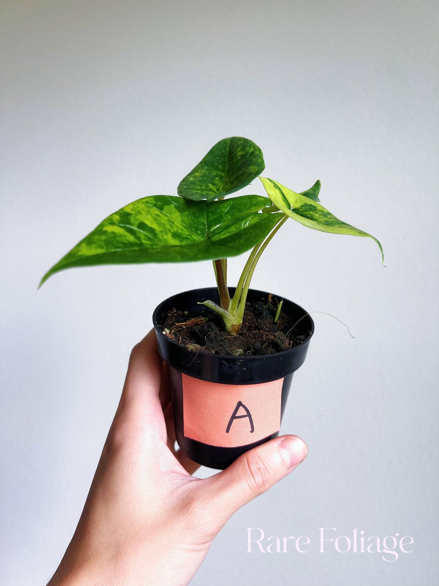 Alocasia Scalprum Aurea Variegated 3”