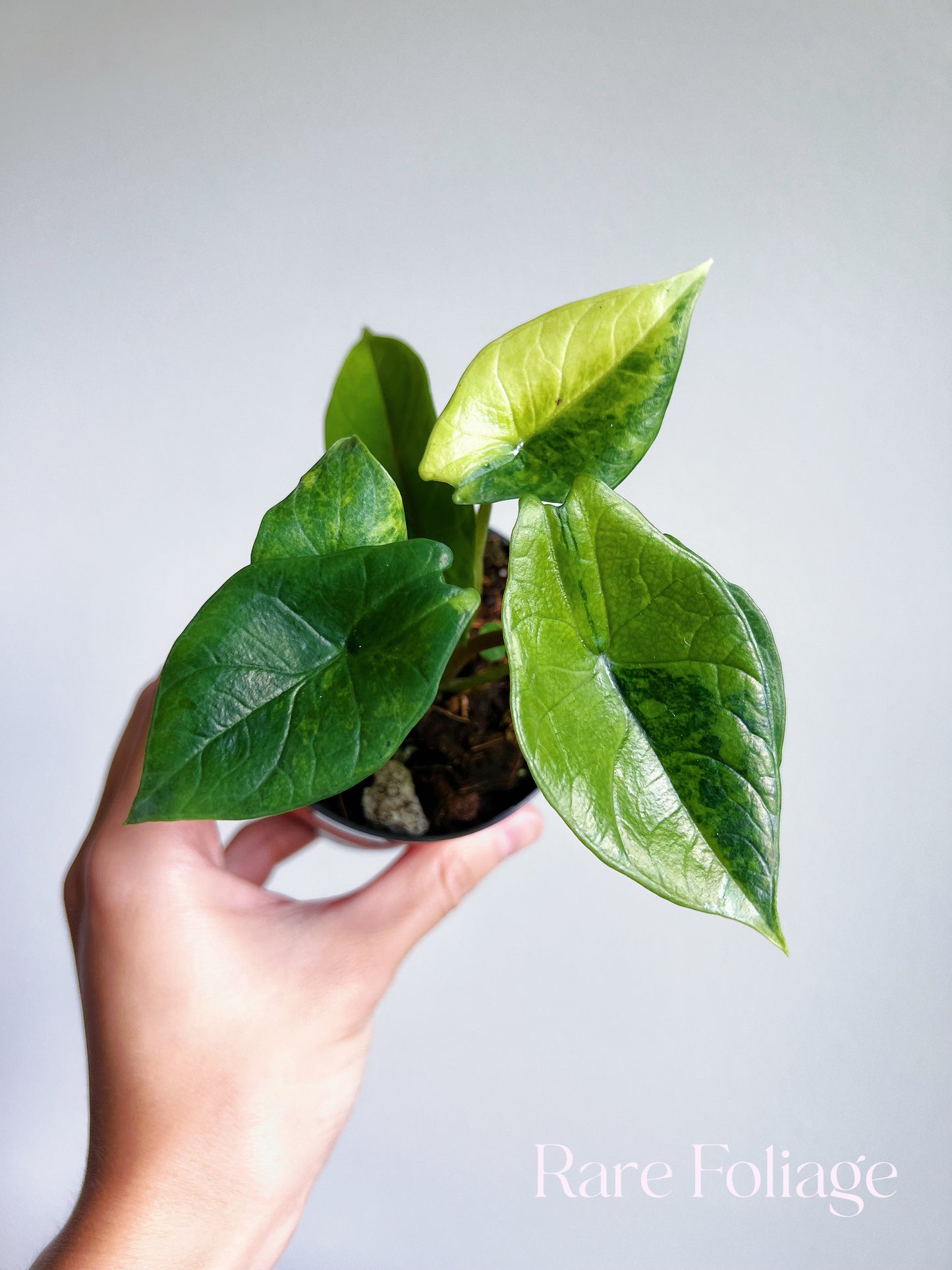 Alocasia Scalprum Aurea Variegated 3”