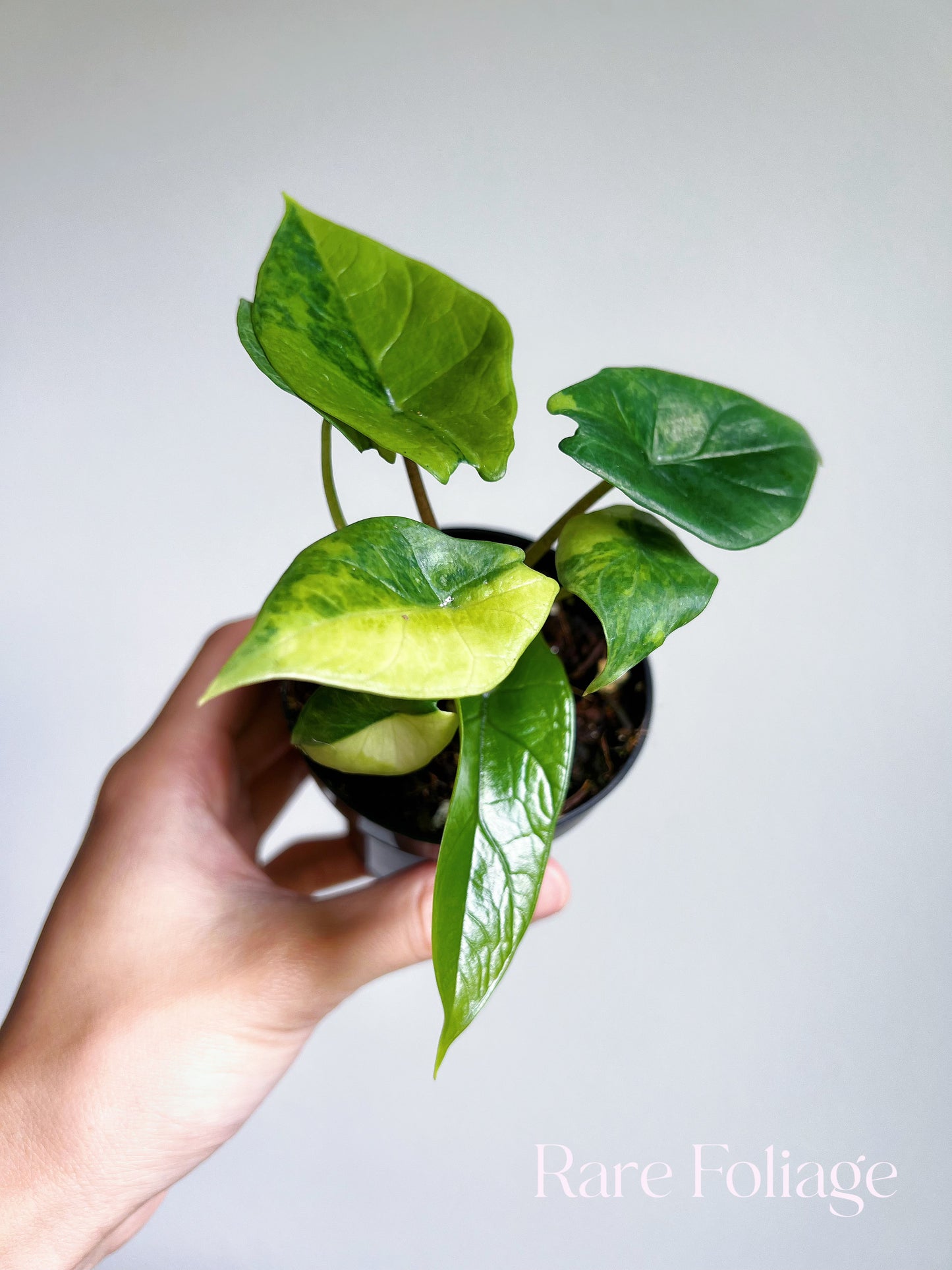 Alocasia Scalprum Aurea Variegated 3”