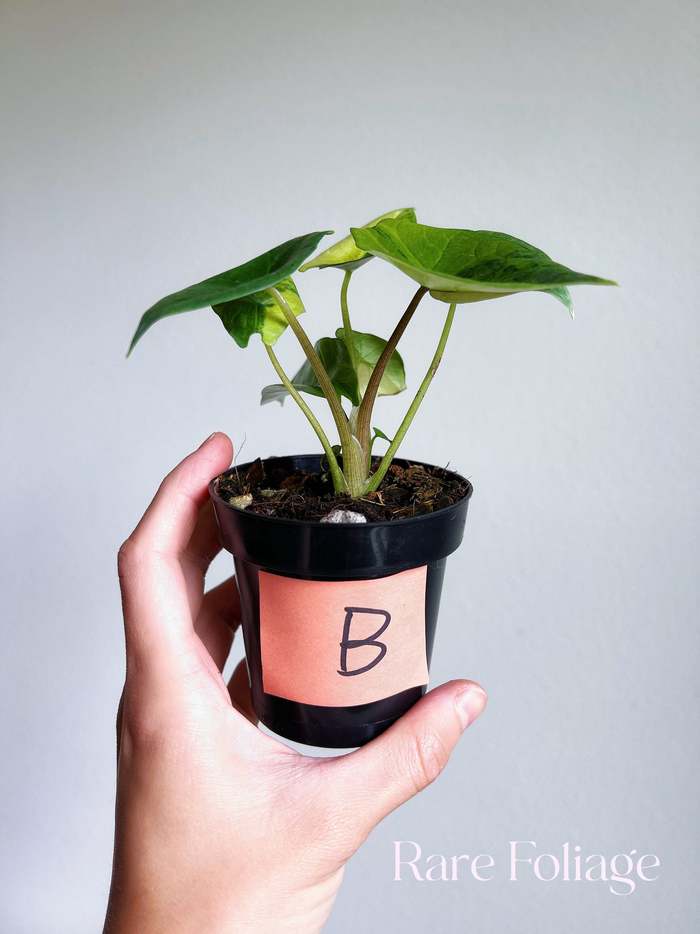 Alocasia Scalprum Aurea Variegated 3”