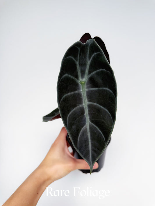 Alocasia Sedenii 4"