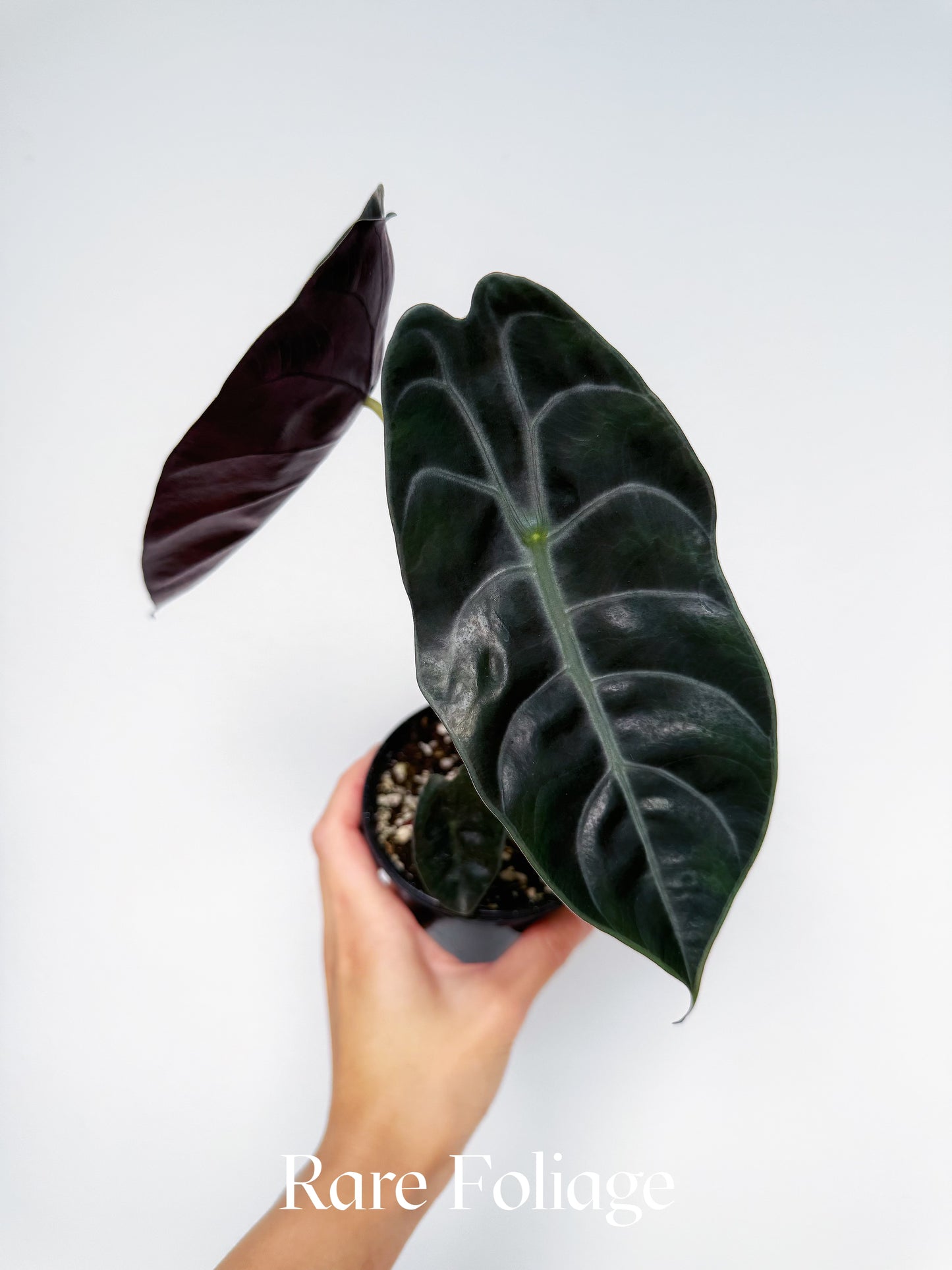 Alocasia Sedenii 4"