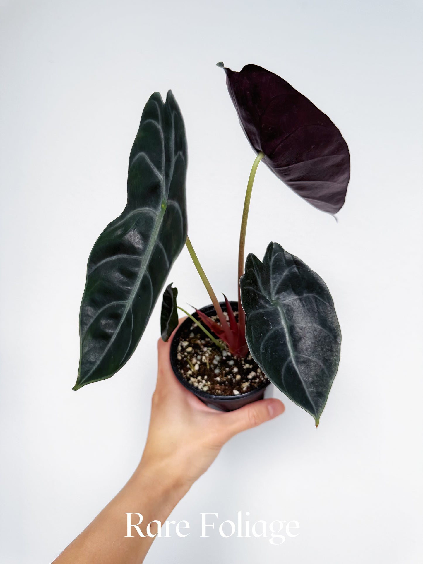 Alocasia Sedenii 4"