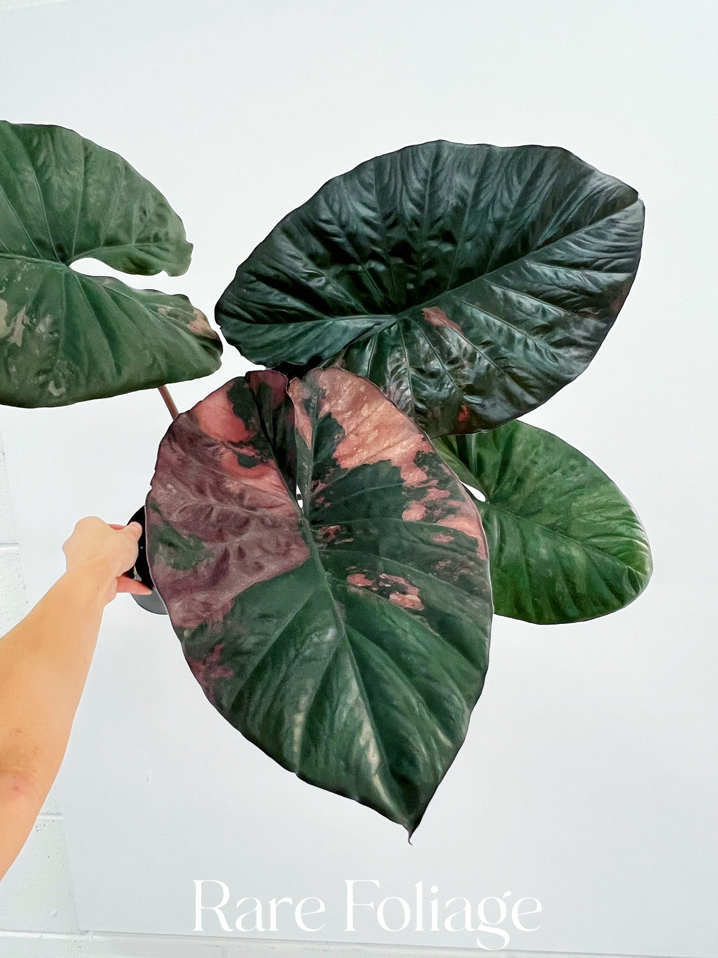 Alocasia Serendipity Pink Variegated 4” Exact Plant