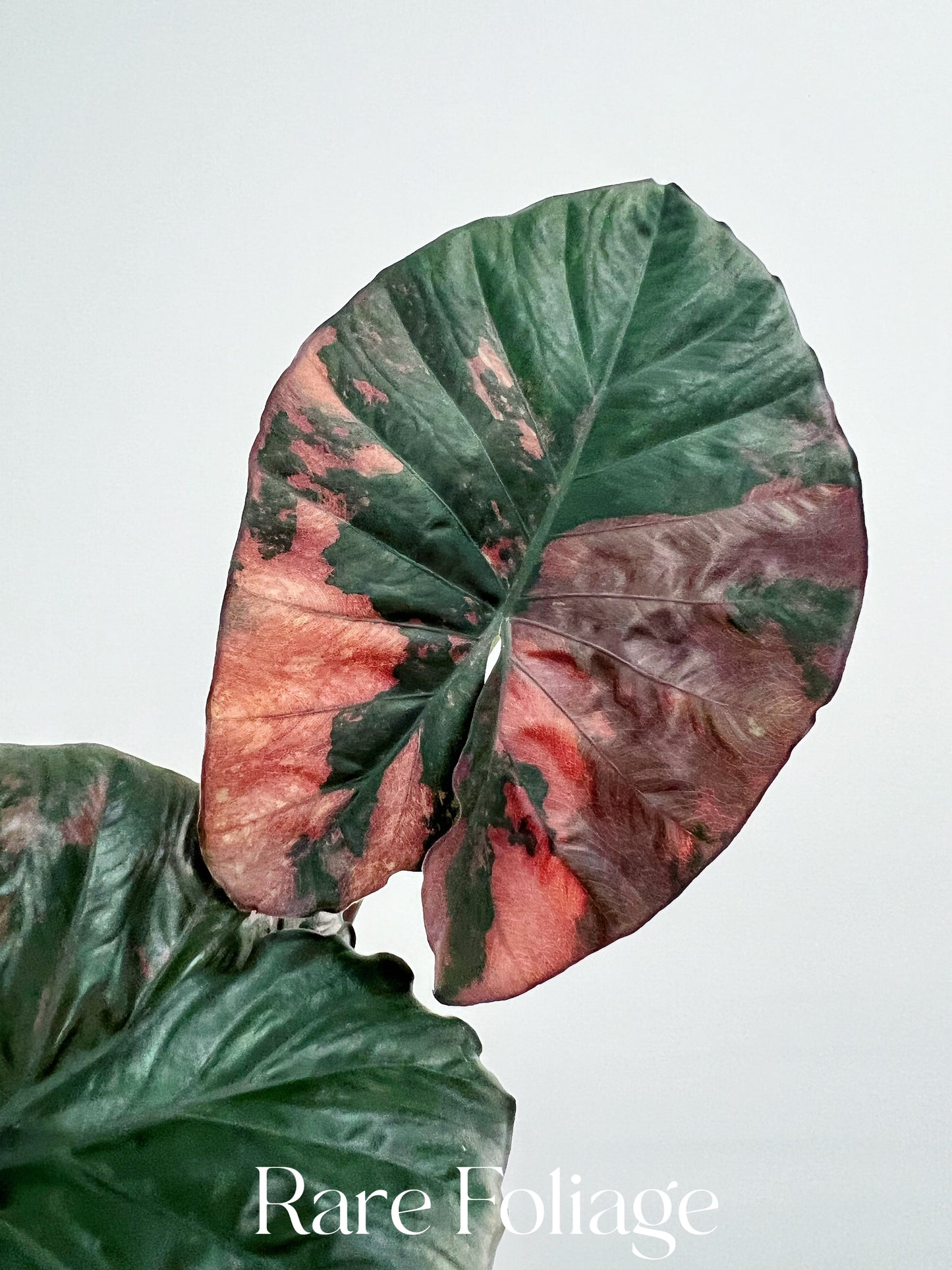 Alocasia Serendipity Pink Variegated 4” Exact Plant