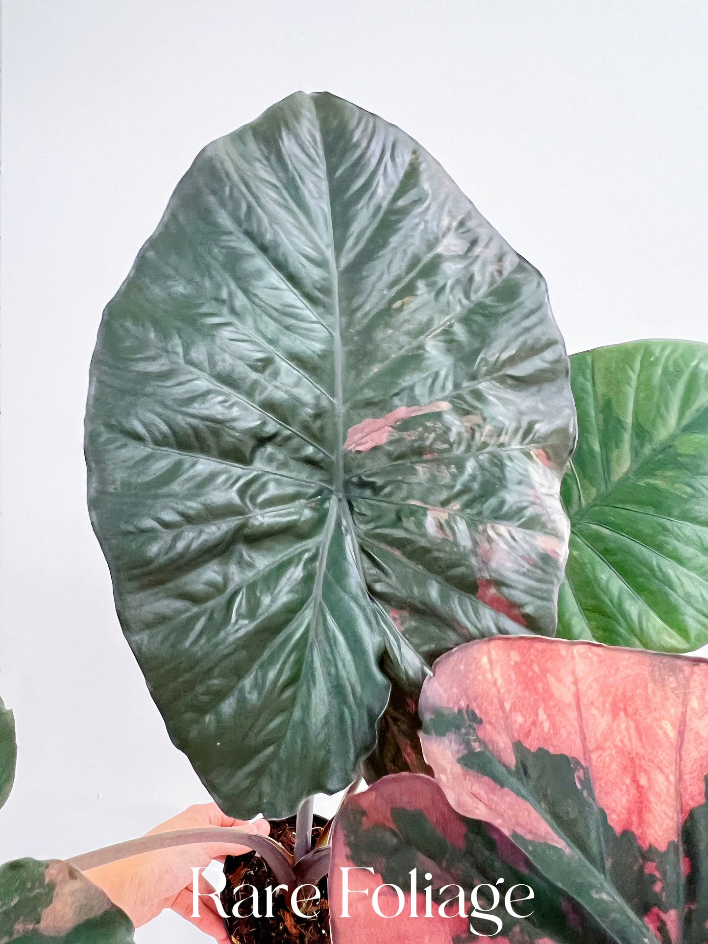 Alocasia Serendipity Pink Variegated 4” Exact Plant