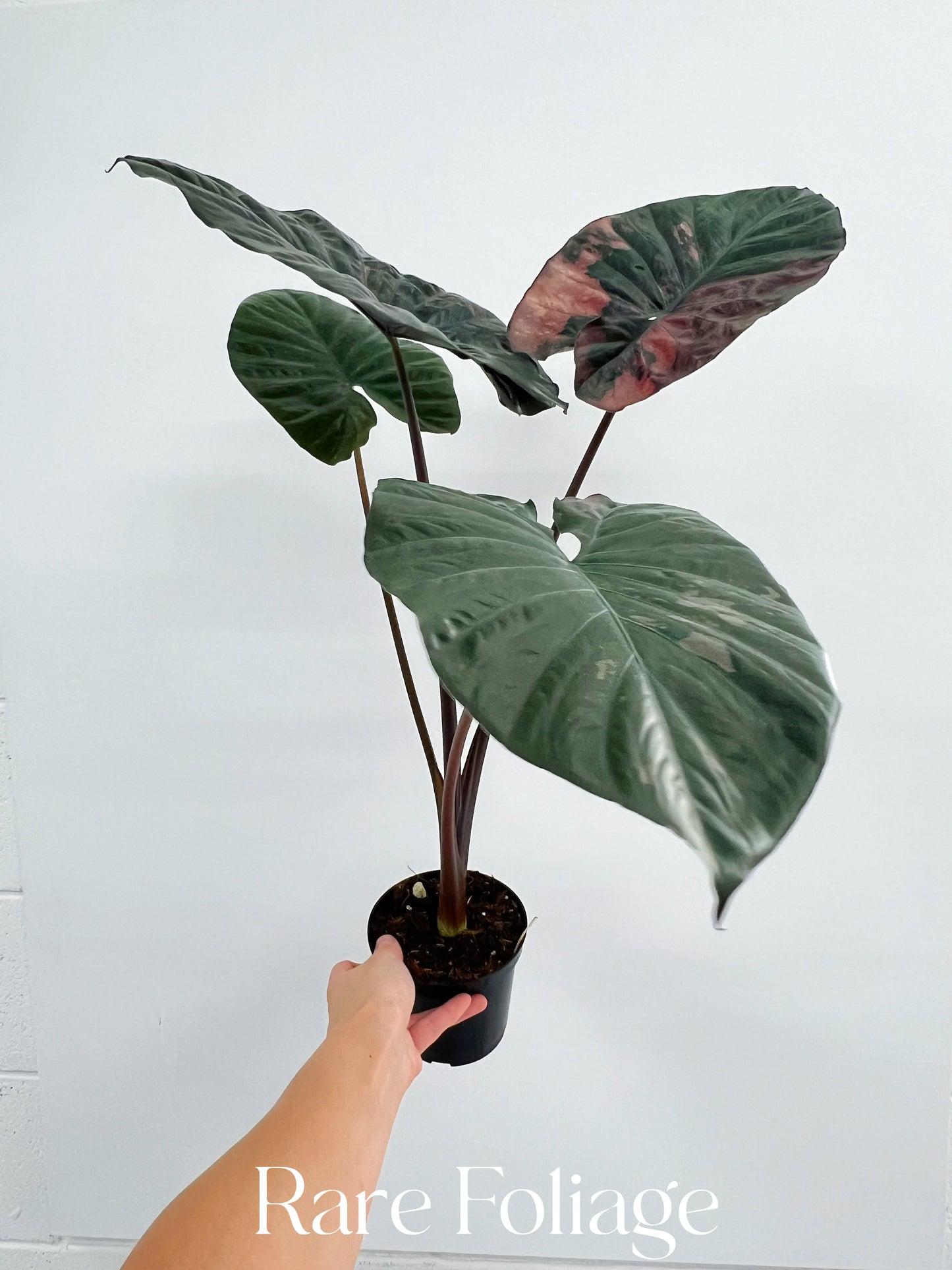 Alocasia Serendipity Pink Variegated 4” Exact Plant