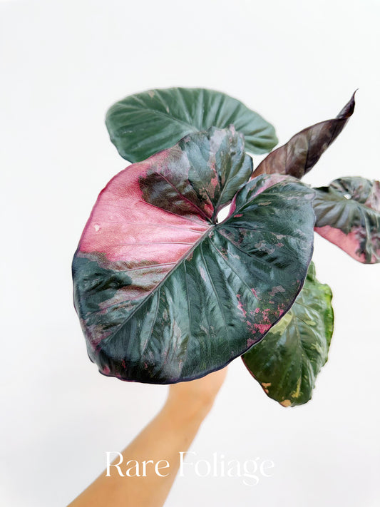 Alocasia Serendipity Pink Variegated 4” Exact Plant