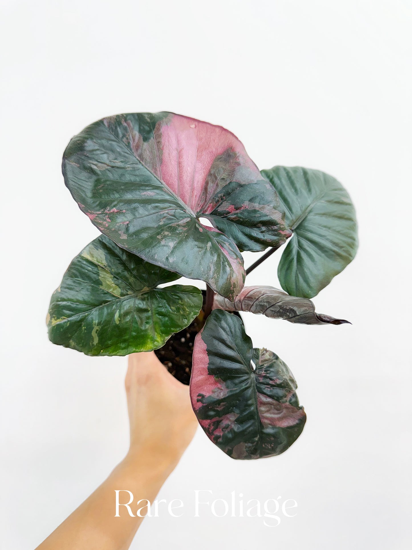 Alocasia Serendipity Pink Variegated 4” Exact Plant