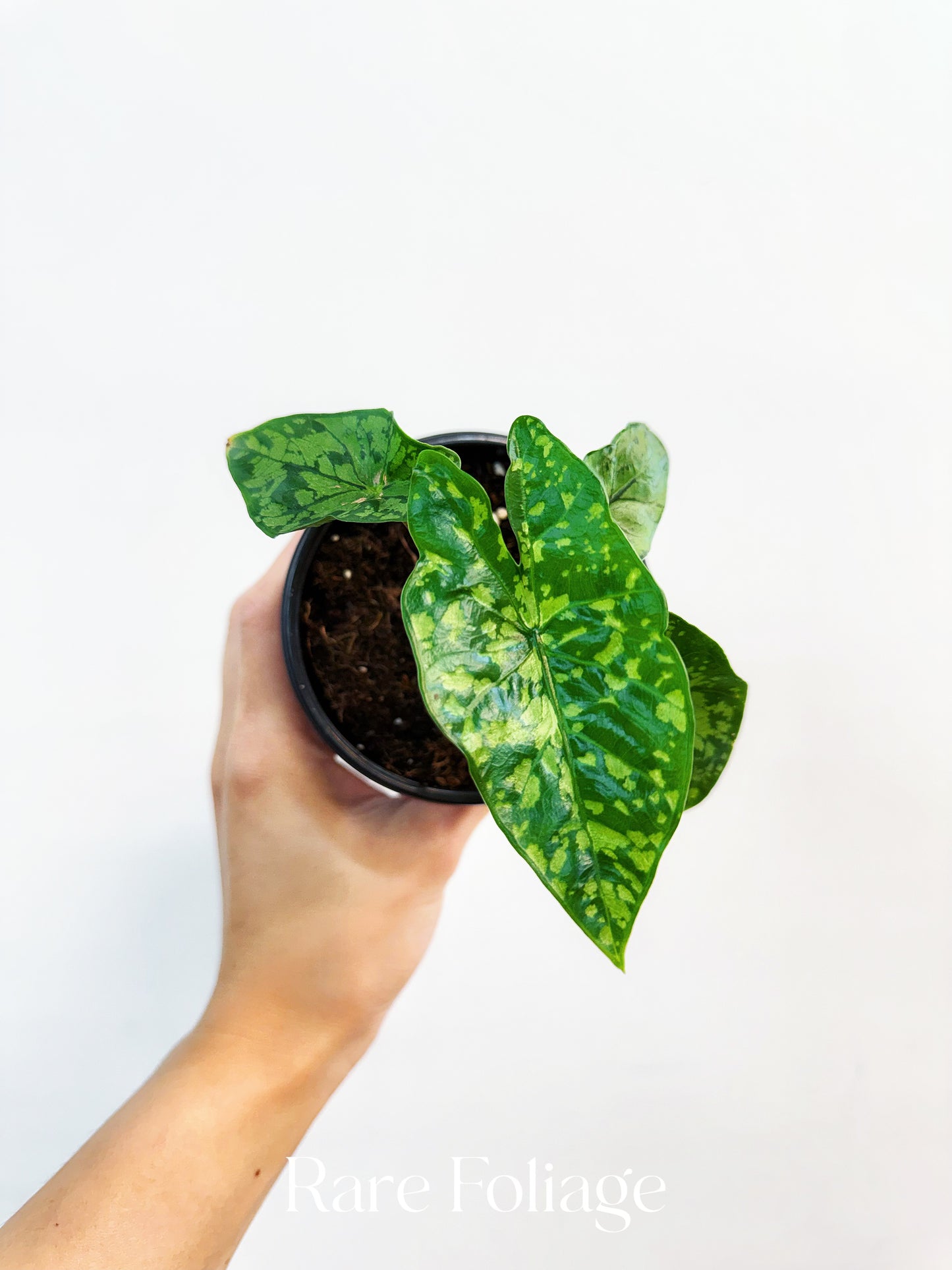 Alocasia Shattered Glass 4”