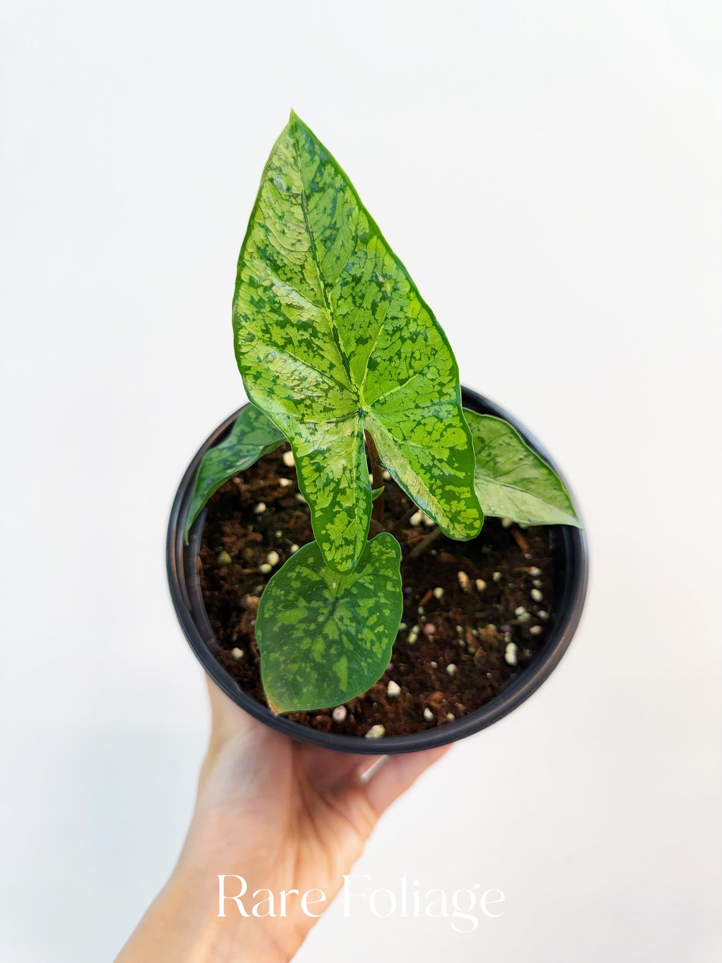 Alocasia Shattered Glass 6”