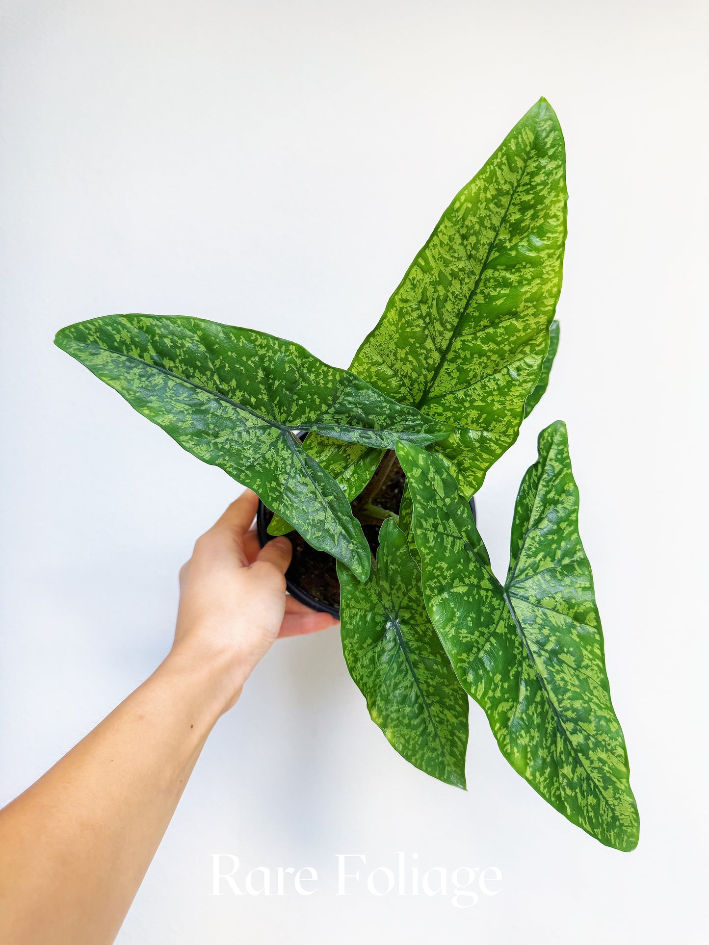 Alocasia Shattered Glass 6”