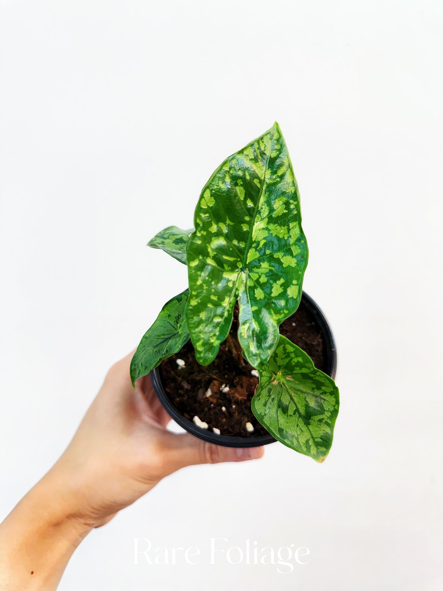 Alocasia Shattered Glass 4”
