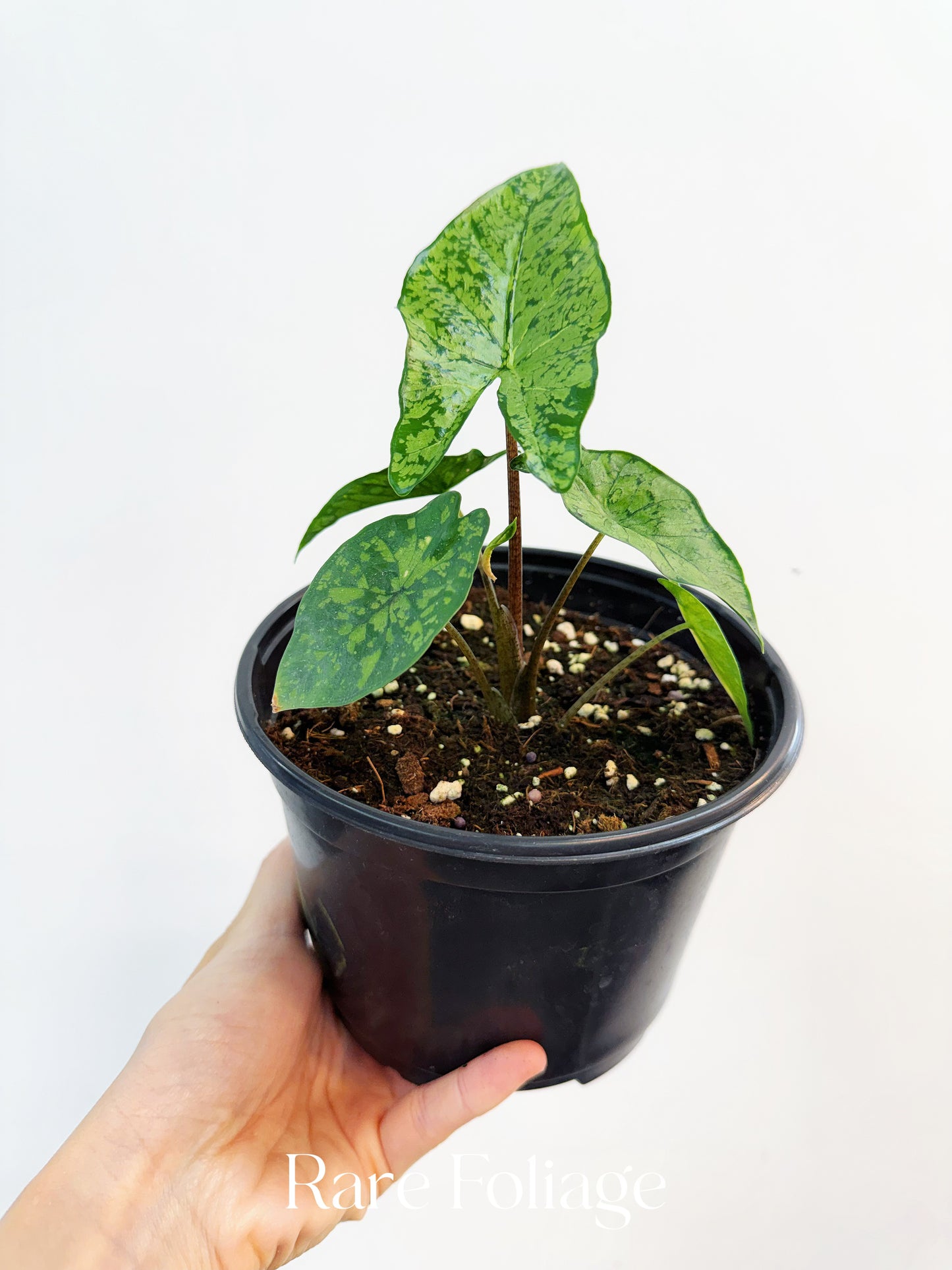 Alocasia Shattered Glass 6”