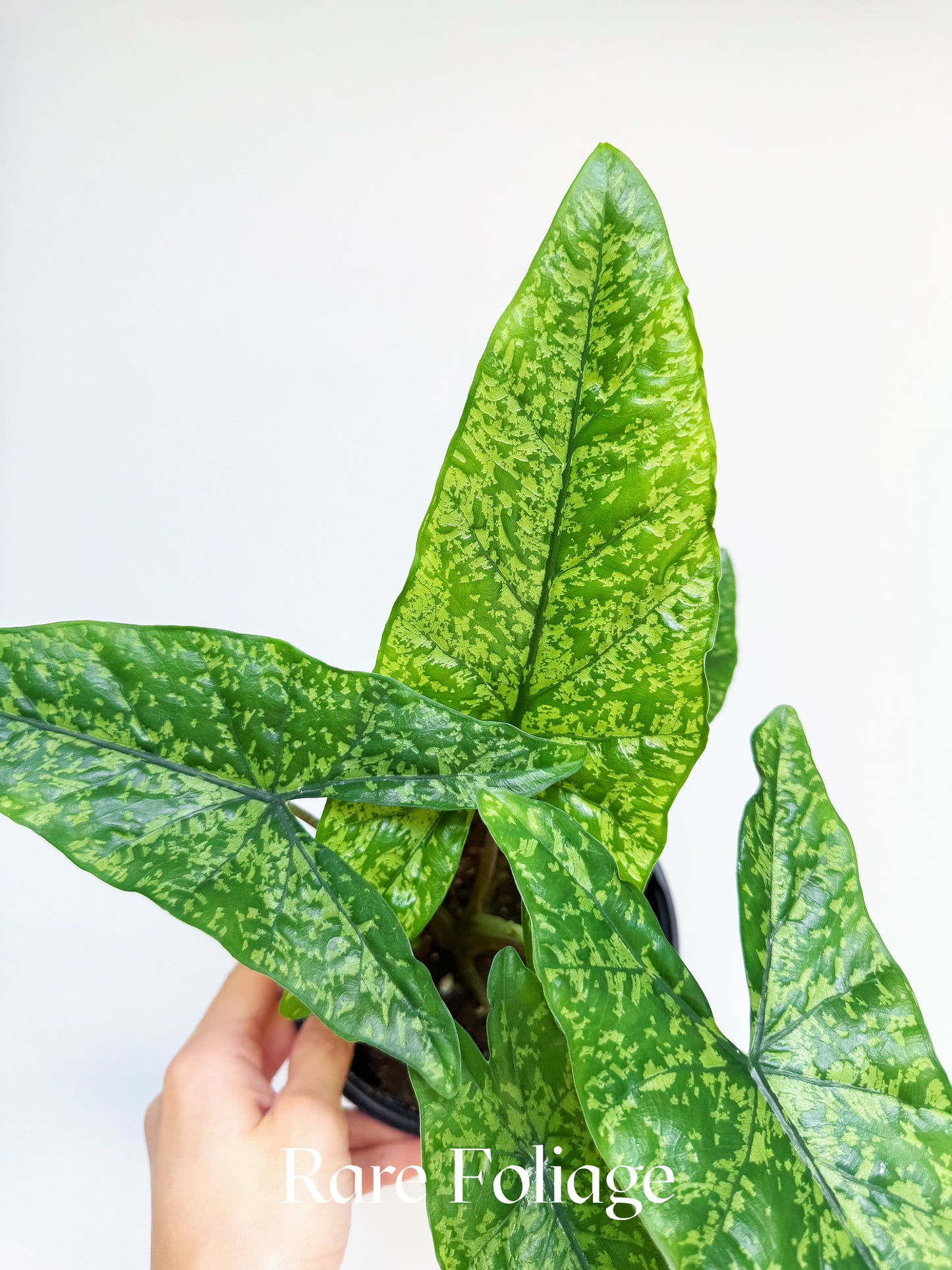 Alocasia Shattered Glass 6”