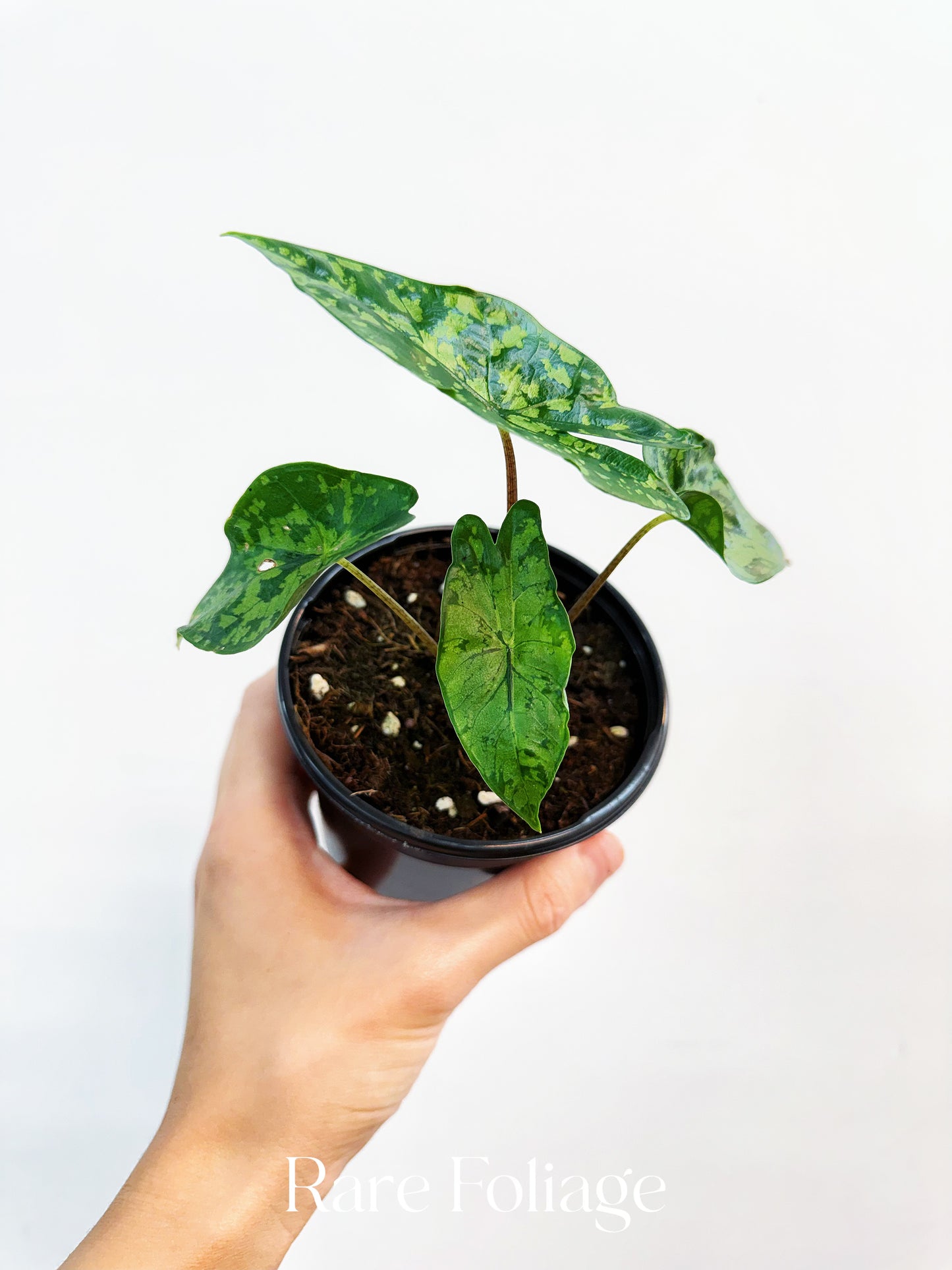 Alocasia Shattered Glass 4”