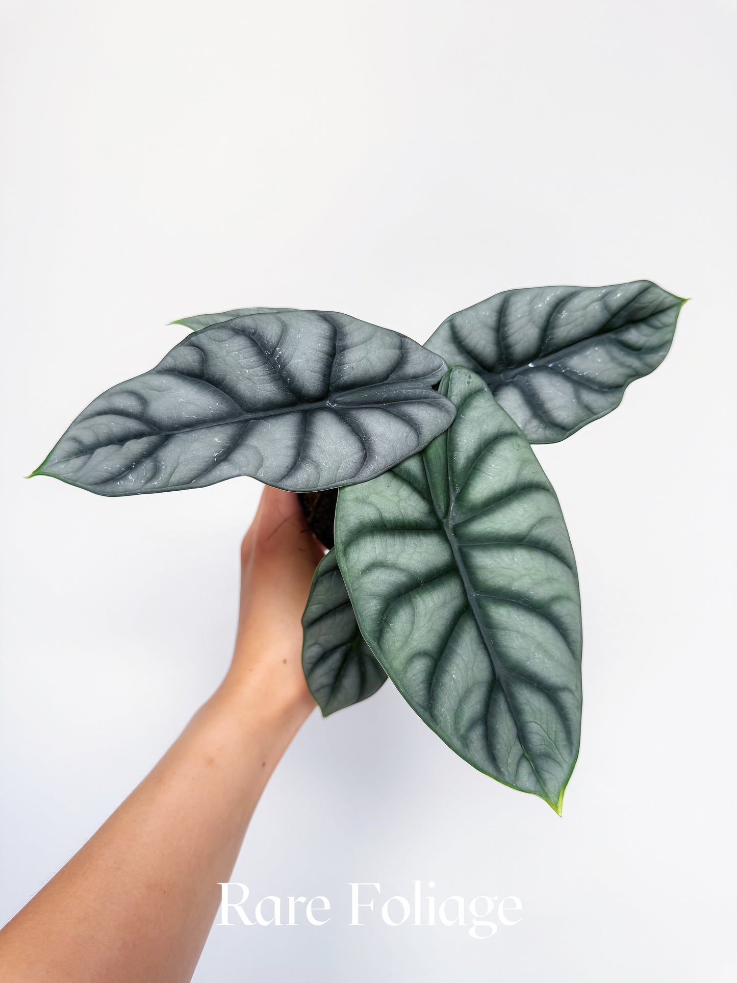 Alocasia Silver Dragon 4"