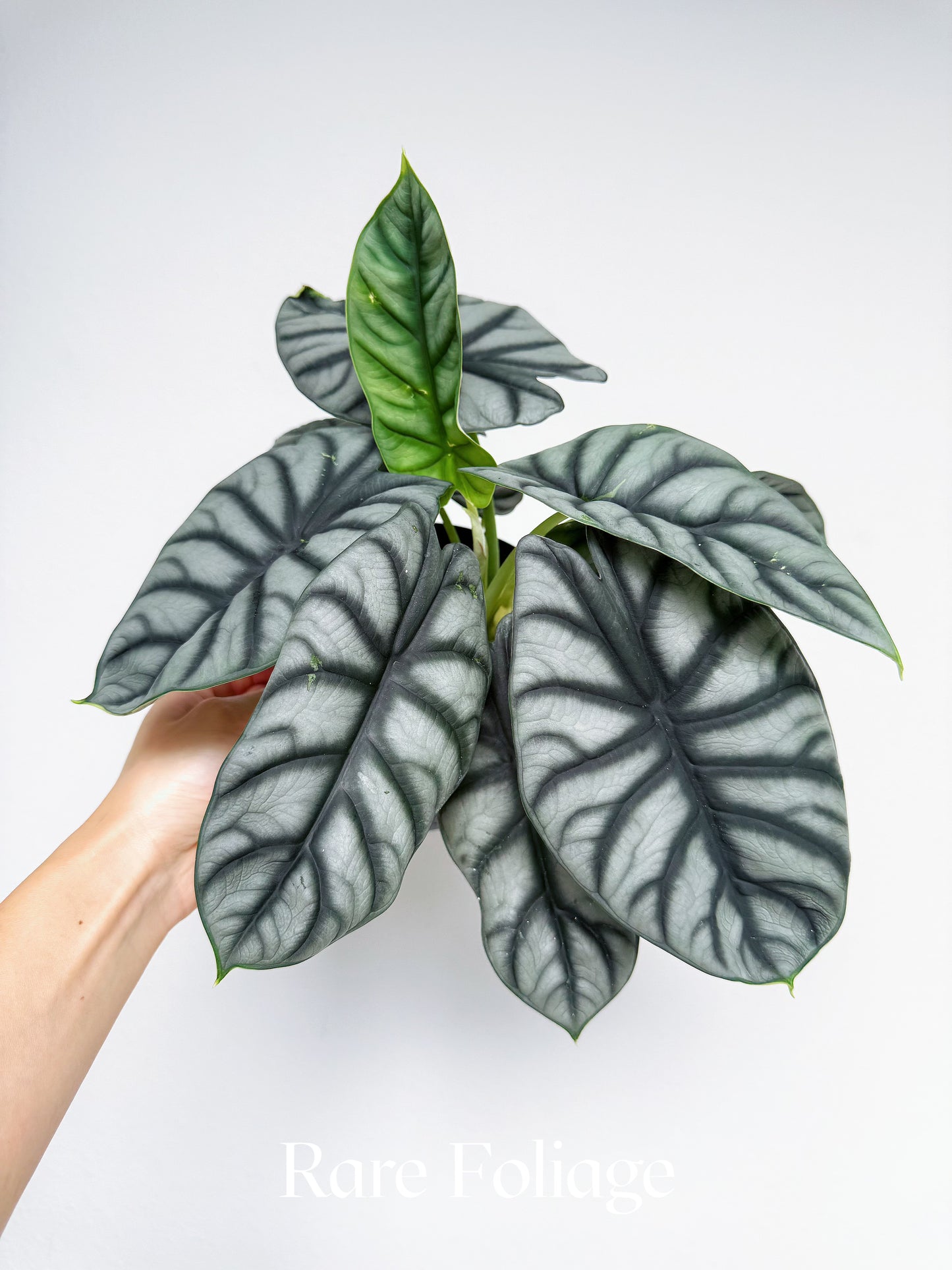Alocasia Silver Dragon 6"