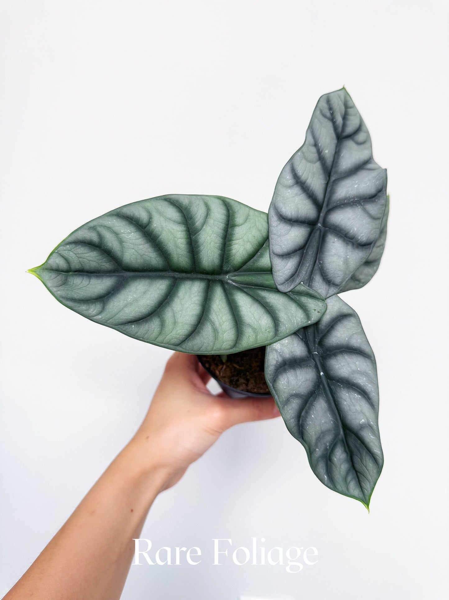 Alocasia Silver Dragon 4"