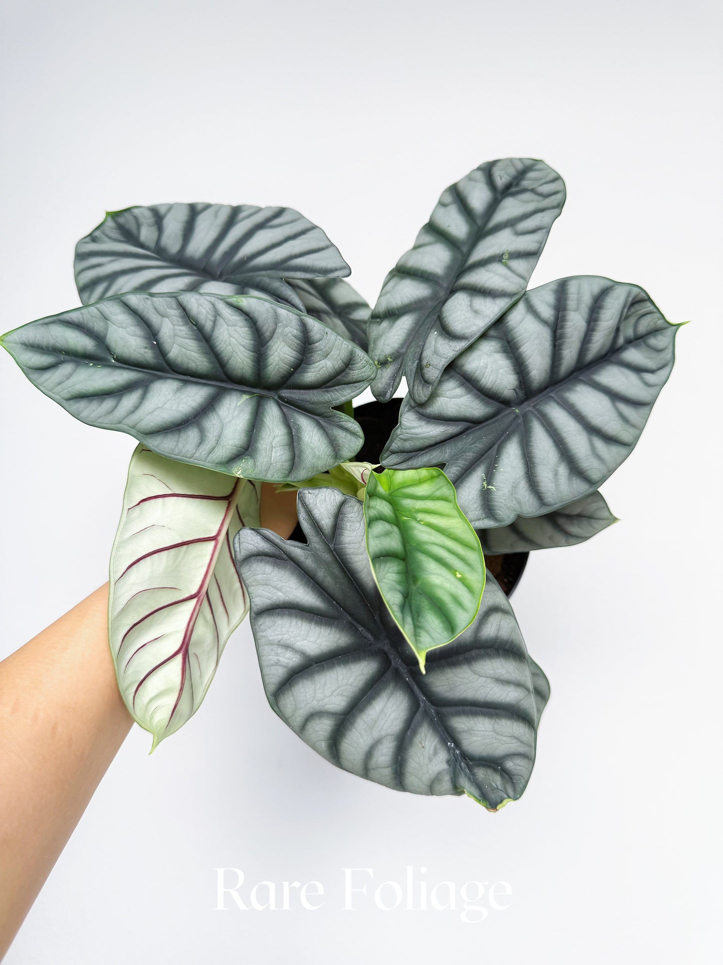 Alocasia Silver Dragon 6"